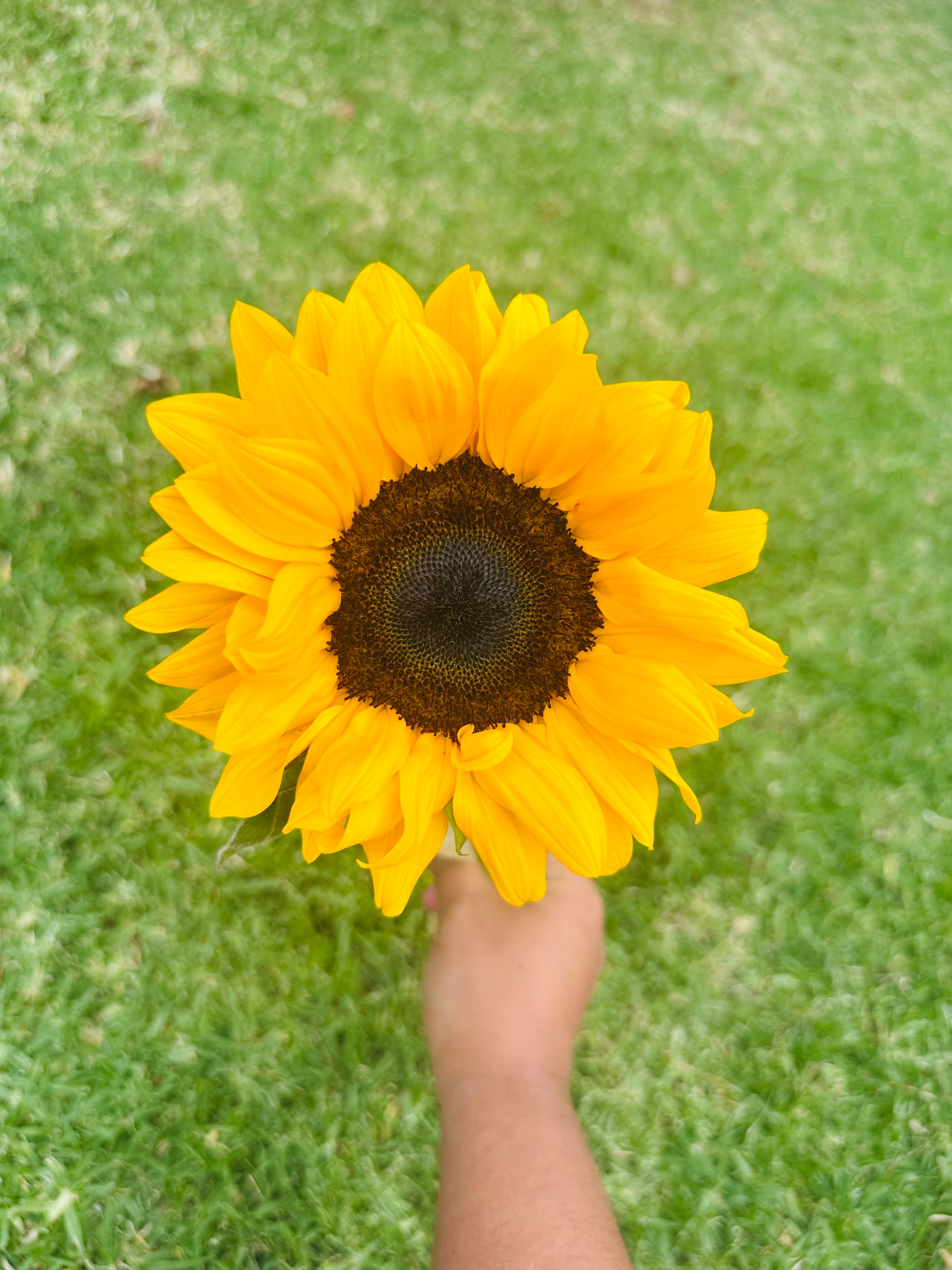 Girasoles