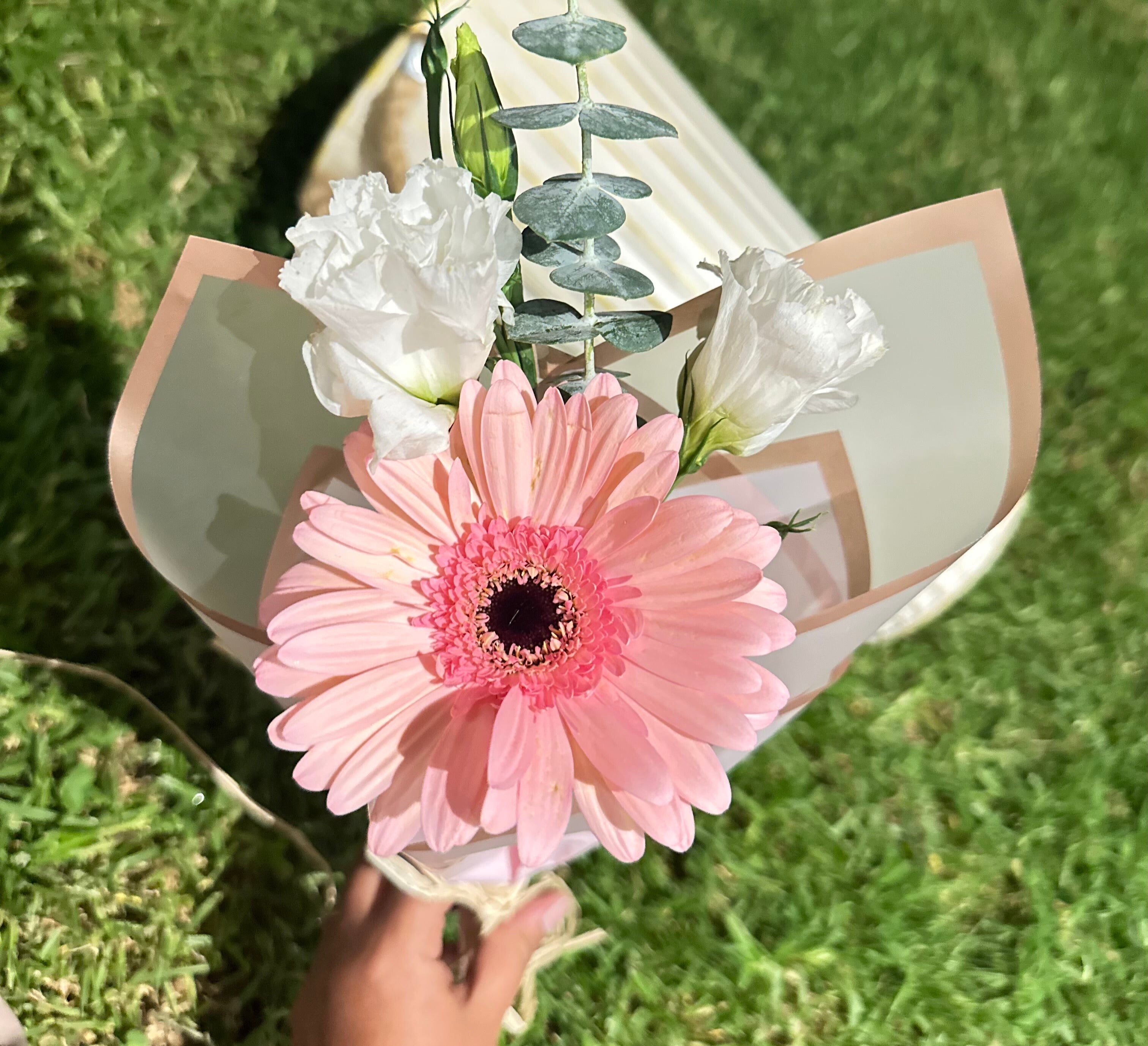 Gerberas