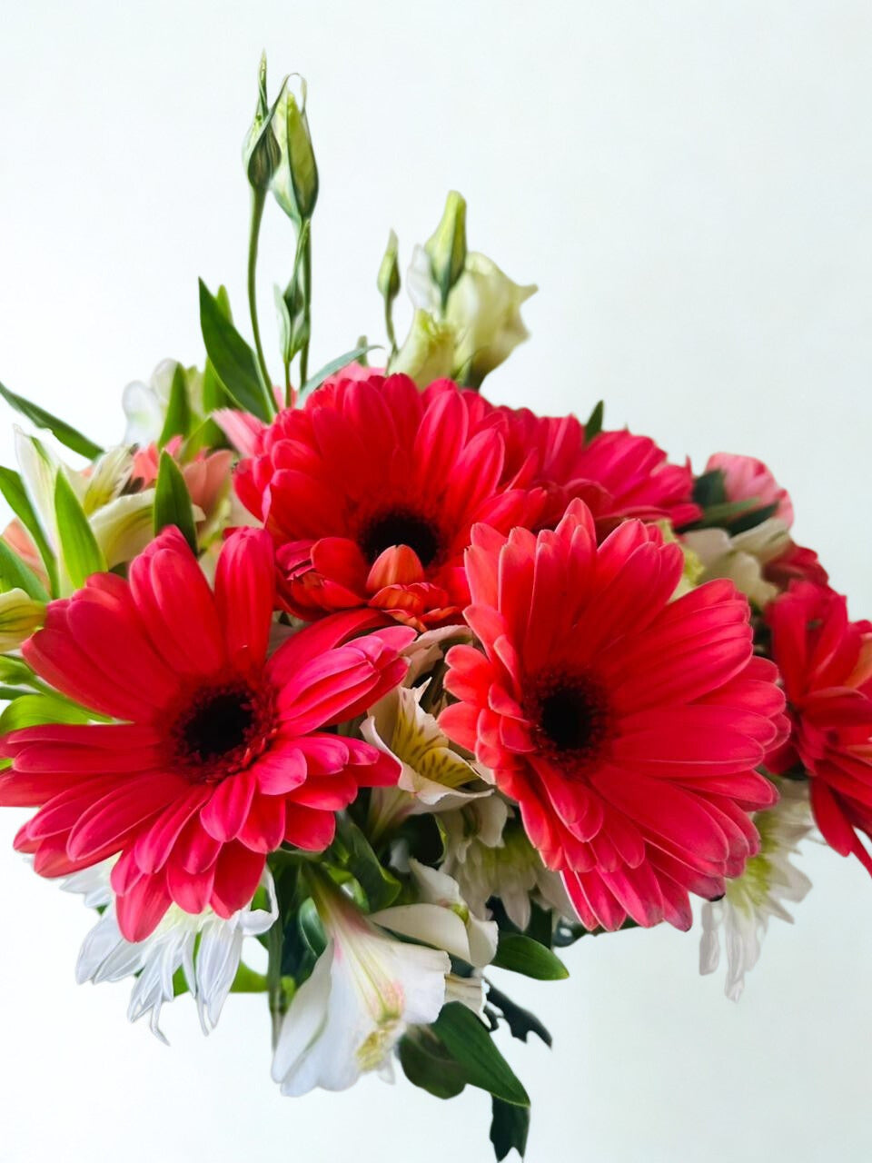 Universo de Flores - Gerbera